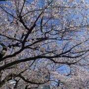 ヒメ日記 2025/04/10 07:18 投稿 いのり 素人妻御奉仕倶楽部Hip's松戸店