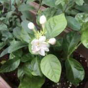 ヒメ日記 2025/04/15 11:26 投稿 いのり 素人妻御奉仕倶楽部Hip's松戸店