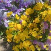 ヒメ日記 2025/05/03 18:16 投稿 いのり 素人妻御奉仕倶楽部Hip's松戸店