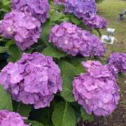 ヒメ日記 2025/05/31 07:25 投稿 いのり 素人妻御奉仕倶楽部Hip's松戸店