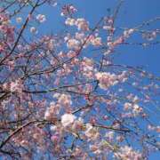 ヒメ日記 2025/04/07 09:30 投稿 こはる 完熟ばなな西川口