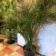 ヒメ日記 2025/03/23 18:22 投稿 中山　優香 30・40・50代☆人妻熟女コレクション