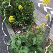 ヒメ日記 2025/04/07 12:57 投稿 中山　優香 30・40・50代☆人妻熟女コレクション