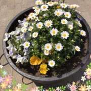 ヒメ日記 2025/04/19 15:36 投稿 中山　優香 30・40・50代☆人妻熟女コレクション