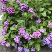 ヒメ日記 2025/06/04 13:13 投稿 中山　優香 30・40・50代☆人妻熟女コレクション