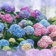 ヒメ日記 2025/06/11 11:47 投稿 中山　優香 30・40・50代☆人妻熟女コレクション