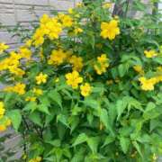 ヒメ日記 2025/04/02 08:52 投稿 弥生（やよい） エッチな熟女(熊谷)