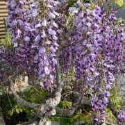 ヒメ日記 2025/04/19 15:50 投稿 弥生（やよい） エッチな熟女(熊谷)