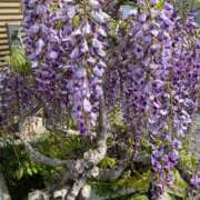 ヒメ日記 2025/04/20 19:25 投稿 弥生（やよい） エッチな熟女(熊谷)