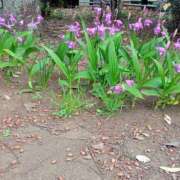 ヒメ日記 2025/04/27 13:01 投稿 なおみ 完熟ばなな川崎