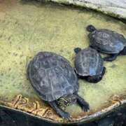 ヒメ日記 2025/06/22 03:36 投稿 きてぃー イクイクサークル鶯谷店