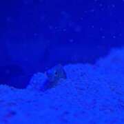 ヒメ日記 2025/08/13 01:06 投稿 きてぃー イクイクサークル鶯谷店