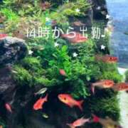 ヒメ日記 2025/08/23 11:02 投稿 ともか 熟女の風俗最終章 新宿店