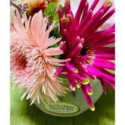 ヒメ日記 2025/11/17 09:52 投稿 ともか 熟女の風俗最終章 池袋店