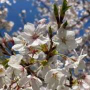 ヒメ日記 2025/04/06 19:40 投稿 ♡あかり♡ 梅田ムチぽよ女学院