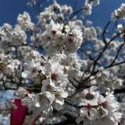 ヒメ日記 2025/04/03 13:57 投稿 みおり マダム可憐