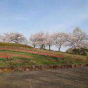 ヒメ日記 2025/04/09 12:25 投稿 みおり マダム可憐