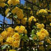 ヒメ日記 2025/05/07 16:24 投稿 みおり マダム可憐