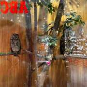 ヒメ日記 2025/06/05 17:17 投稿 みおり マダム可憐