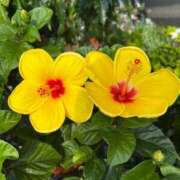 ヒメ日記 2025/07/30 21:44 投稿 みおり マダム可憐