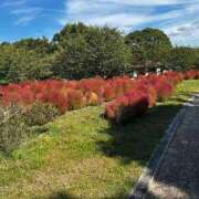 ヒメ日記 2025/10/09 08:33 投稿 みおり マダム可憐
