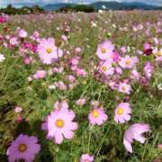 ヒメ日記 2025/10/29 21:48 投稿 みおり マダム可憐