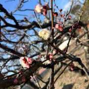 ヒメ日記 2026/01/19 16:59 投稿 みおり マダム可憐