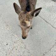 ヒメ日記 2026/01/29 14:34 投稿 みおり マダム可憐