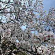 ヒメ日記 2026/04/01 07:07 投稿 みおり マダム可憐