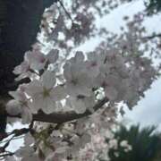 ヒメ日記 2026/04/01 11:36 投稿 みおり マダム可憐