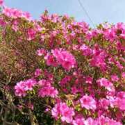 ヒメ日記 2026/05/02 18:47 投稿 夏絵(なつえ) 人妻出逢い会 百合の園 山の手本店