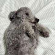 ヒメ日記 2025/05/03 07:15 投稿 篠崎ほの 全裸美女からのカゲキな誘惑