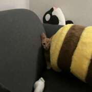 ヒメ日記 2025/09/11 01:36 投稿 ねね 大阪回春性感エステティーク谷九店