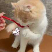 ヒメ日記 2025/12/13 00:02 投稿 ねね 大阪回春性感エステティーク谷九店