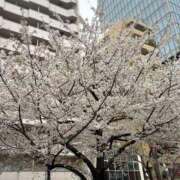 ヒメ日記 2025/04/09 14:00 投稿 ひび ANGEL KISS 池袋