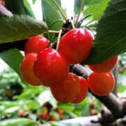 ヒメ日記 2025/05/01 14:00 投稿 ひび ANGEL KISS 池袋