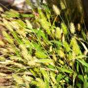 ヒメ日記 2025/10/20 15:00 投稿 ひび ANGEL KISS 池袋