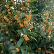 ヒメ日記 2025/10/17 12:00 投稿 綾瀬（あやせ） ユカノモリ