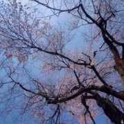 ヒメ日記 2026/03/25 12:00 投稿 綾瀬（あやせ） ユカノモリ