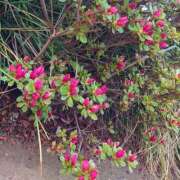 綾瀬（あやせ） 『秘密の合言葉』＆『期間限定イベント』 ユカノモリ