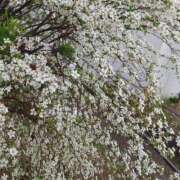 綾瀬（あやせ） 『秘密の合言葉』＆『期間限定イベント』 ユカノモリ