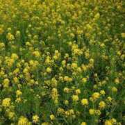 ヒメ日記 2026/04/07 20:08 投稿 綾瀬（あやせ） ユカノモリ