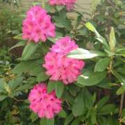 ヒメ日記 2026/04/16 17:31 投稿 綾瀬（あやせ） ユカノモリ