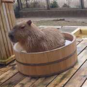 ヒメ日記 2026/04/18 17:12 投稿 綾瀬（あやせ） ユカノモリ