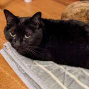 ヒメ日記 2025/11/11 20:50 投稿 しょうこ ミセス クリエーション