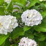 ヒメ日記 2025/06/08 17:07 投稿 まゆか 三つ乱本館