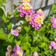 ヒメ日記 2025/06/22 21:47 投稿 まゆか 三つ乱本館