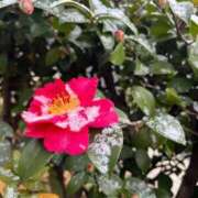 ヒメ日記 2025/12/30 21:17 投稿 まゆか 三つ乱本館