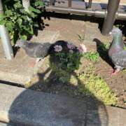 ヒメ日記 2025/06/23 03:31 投稿 るか EXE（エグゼ）