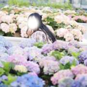 ヒメ日記 2026/05/11 10:16 投稿 まり ぐらどるえっぐ